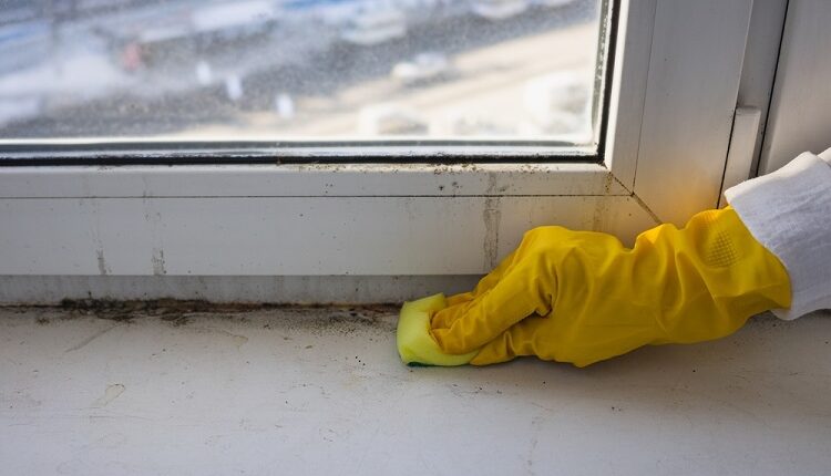 Mold Removal
