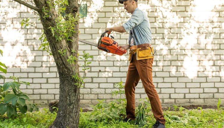 Tree Removal