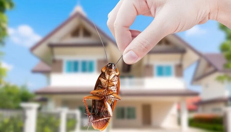 Pest-Free Home