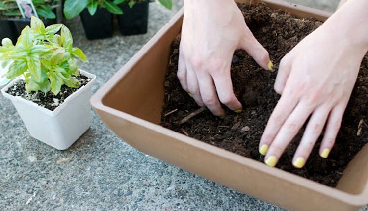 Container Plants