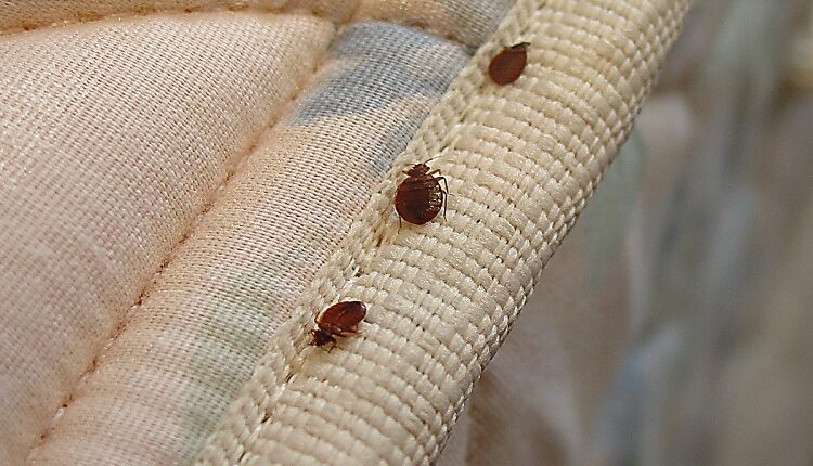 Bed Bug